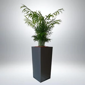 Gyompálma, Chamaedorea kaspóban, 70-80 cm