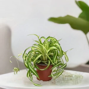 Csokrosinda Bonnie 12 cm-es cserépben