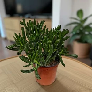 Majomfa, Crassula Hobbit 15 cm-s cserépben