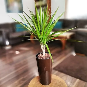 Sárkányfa 35cm lilia kaspóban Sárkányfa 35cm lilia kaspóban