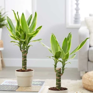 Illatos Sárkányfa golden 30 cm