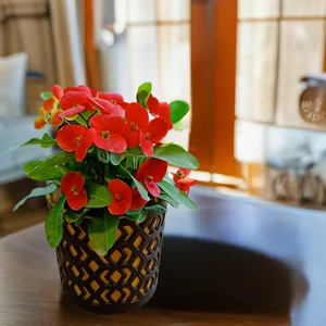 Pompás kutyatej 25 cm kaspóba Pompás kutyatej 25 cm kaspóba