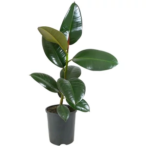 Fikusz robusta 16 cs- cserépben