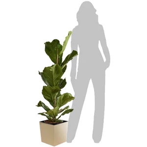 Lantlevelű Ficus + kaspó 120 cm