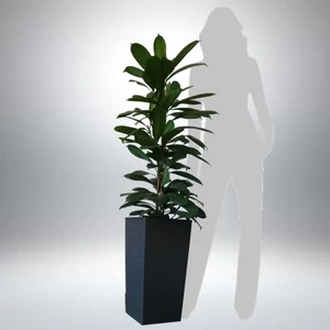 Serlegkocsányú fikusz kaspóban 130-140 cm