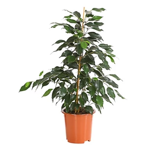 Csüngőágú Fikusz 14 cm-s cserépben