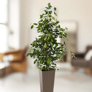 Fikusz kaspóban 120-130 cm