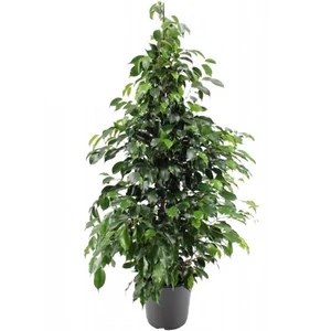 Fikusz Daniella 90 cm