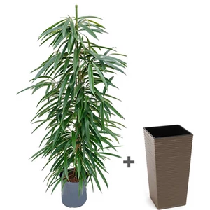 ficus longifolia kaspóval 170 cm ficus longifolia kaspóval 170 cm
