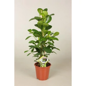 Fikusz moclame 14 cm-s cserépben