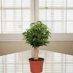 Fikusz natasja 12cm-s cserépben