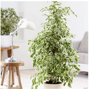 Tarkalevelű Fikusz  90 cm