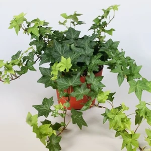 Borostyán 13cm cserépben zöld