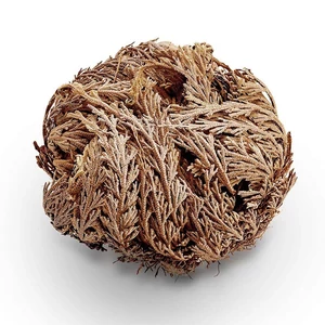 Jerikó rózsája, jerikói rózsa