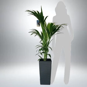 Kentia pálma kaspóban 130-140 cm Kentia pálma kaspóban 130-140 cm