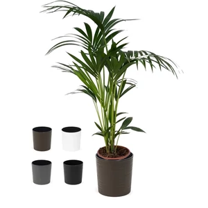 Kentia pálma kaspóban 100-120 cm