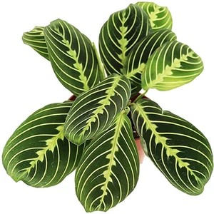 gerandeter drachenbaum pflege Gerandeter Drachenbaum - Dracaena marginata main image 0