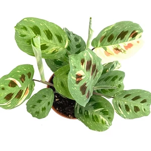 Nyílgyökér, Maranta variegata 12 cm-s cserépben
