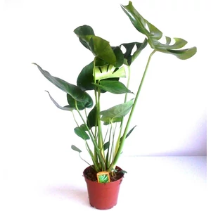 Könnyezőpálma, Monstera 17 cm-s cserépben, 60-70 cm Könnyezőpálma, Monstera 17 cm-s cserépben, 60-70 cm