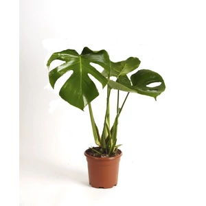 Könnyezőpálma, Monstera 12 cm-s cserépben