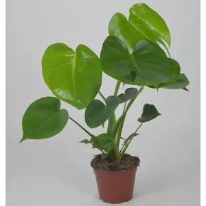 Könnyezőpálma, Monstera 14 cm-s cserépben