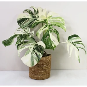 Könnyezőpálma variegata 40 cm, 14 cm-es cserépben