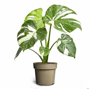 Könnyezőpálma thai 30 cm, 12 cm-es cserépben