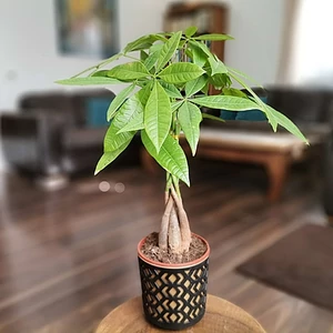 Vadkakaó, Pachira azték kaspóban 40 cm Vadkakaó, Pachira azték kaspóban 40 cm