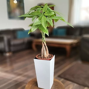 Vadkakaó, Pachira finejza kaspóban 60 cm Vadkakaó, Pachira finejza kaspóban 60 cm