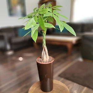 Vadkakaó, Pachira lilia kaspóban 60 cm Vadkakaó, Pachira lilia kaspóban 60 cm
