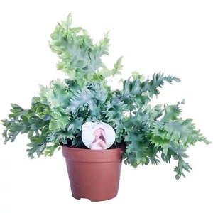 Narancspöttyös páfrány Davana 12 cm-s cserépben Narancspöttyös páfrány Davana 12 cm-s cserépben