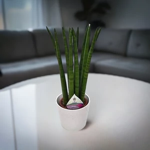 Hengeres anyósnyelv 12 cm-s cserépben