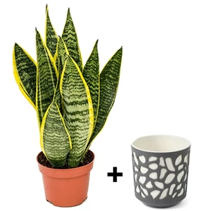 Anyósnyelv, Sansaveria laurentii 30 cm, kaspóban Anyósnyelv, Sansaveria laurentii 30 cm, kaspóban