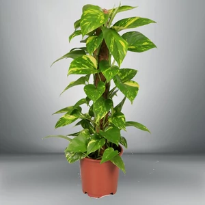 Szobai futóka, Scindapsus 60 cm mohakaróra futtatva Szobai futóka, Scindapsus 60 cm mohakaróra futtatva
