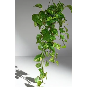 Szobai futóka 80-100 cm