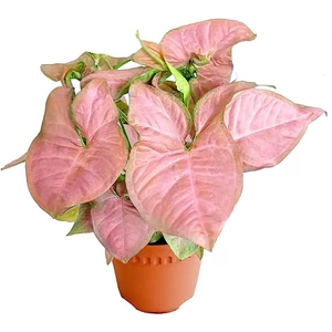 Nyíllevél, Syngonium pink 12cm-s cserépben Nyíllevél, Syngonium pink 12cm-s cserépben