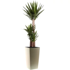 Jukka + kaspó 150-160 cm