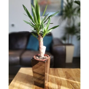 Jukka + kaspó 60 cm