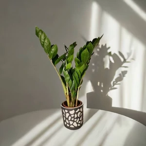 Agglegénypálma 14 cm-s kaspóban