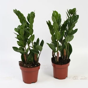Agglegénypálma, Zamioculcas 12 cm-s cserépben, 30-50 cm