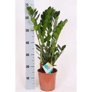 Agglegénypálma, Zamioculcas 70-80 cm