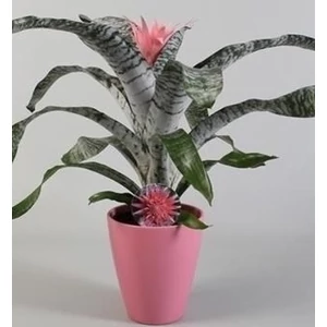 Lándzsarózsa, Aechmea 40cm 14cm-s cserépben