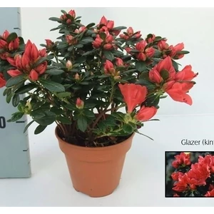 Azálea 25cm, 13cm-s cserépben  piros