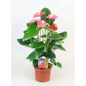 Flamingó virág 14 cm-s cserépben 40-50 cm rózsaszín