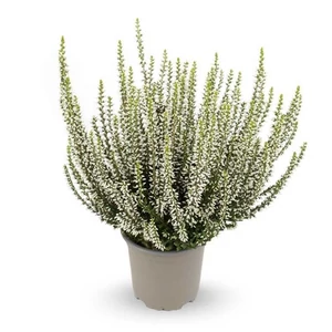 Csarab fehér 12 cm-es cserépben