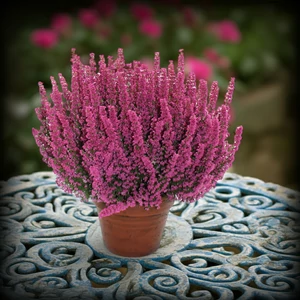 Erika, Erica gracilis