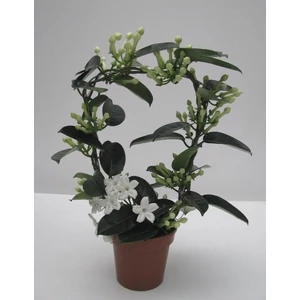Koszorúfutóka, Stephanotis 40 cm, 12cm-s cserépben
