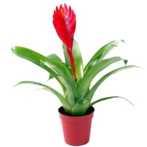 Pikkelyvirág 13 cm-es cserépben