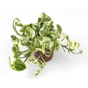 Szobai futóka enjoy 12cm-s cserépben