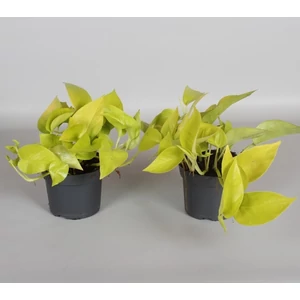 Szobai futóka neon 12cm-s cserépben